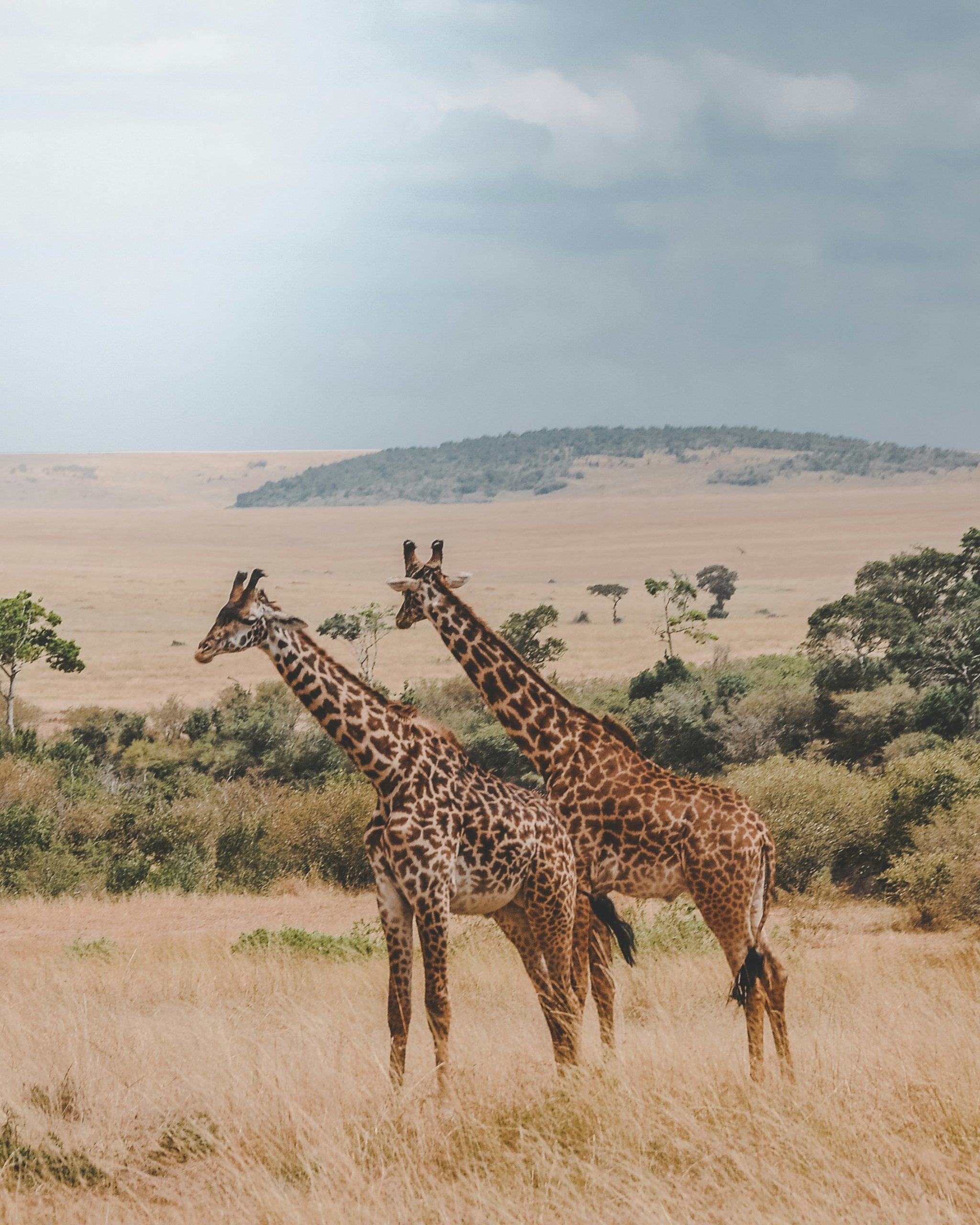 Safari & Wildlife