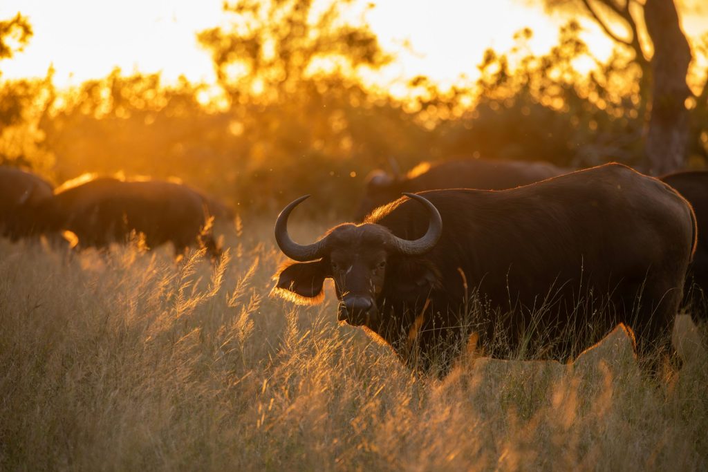 Buffalo