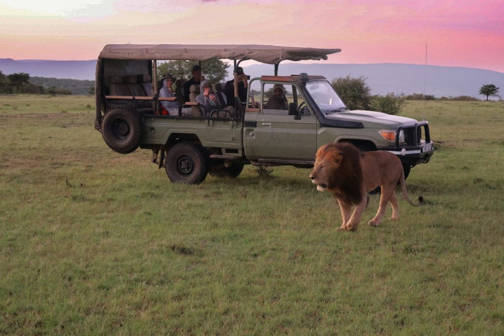 Lion in Safari